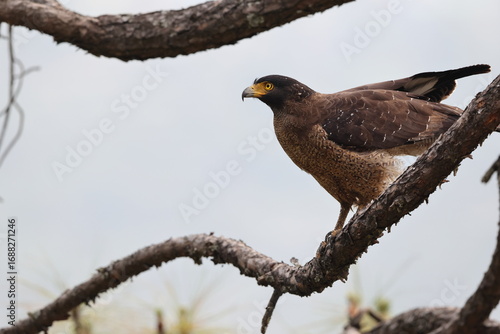 Canvas Print Crested serpent eagle (Spilornis cheela) is a medium-sized bird of prey that is found in forested habitats across tropical Asia