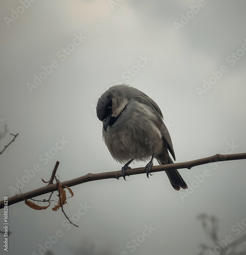 Sad Lonely Bird on Bare Branch Under Gray Sky