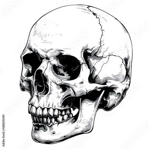 illustration, skull, art, design, halloween, anatomy, graphic, human, vector, head, death, bone, grunge, vintage, drawing, symbol, monochrome, people, retro, horror, gothic, dead, pattern, background,
