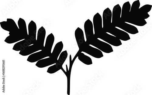 Dark silhouette feathered fern frond branch isolated on white vector