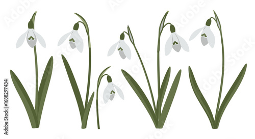 Delicate white snowdrops blossom, heralding spring's gentle arrival, a symbol of hope and new beginnings.