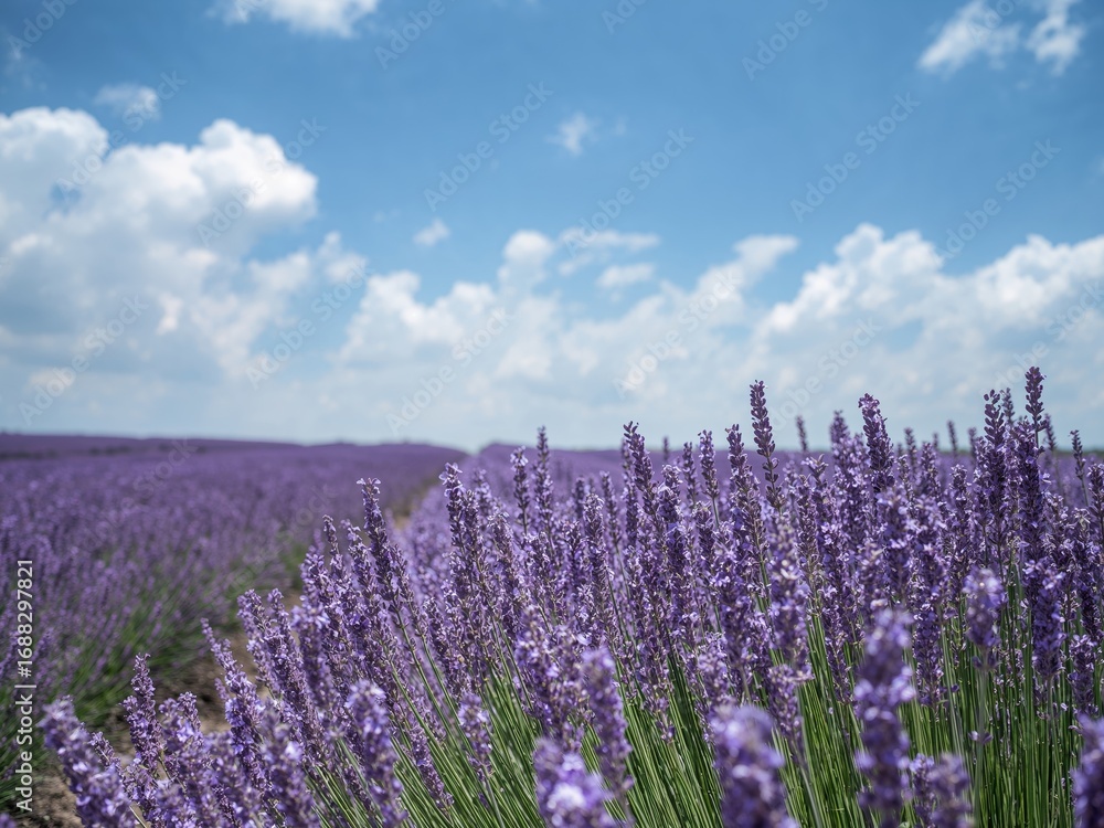 Fototapeta premium Violet Vista, Floral Field Under Azure Skies A Dreamy, Textural Landscape.