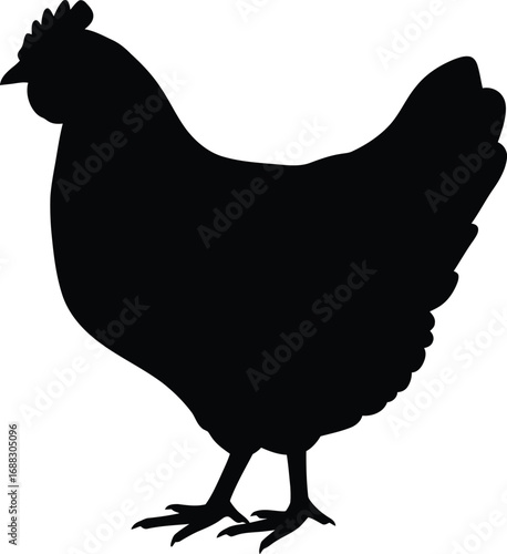 Silhouette of a chicken on vector