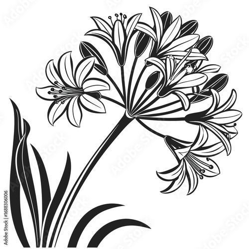 A beautiful black and white graphic illustration of a blooming Agapanthus, also known as Lily of the Nile, with elegant leaves.
