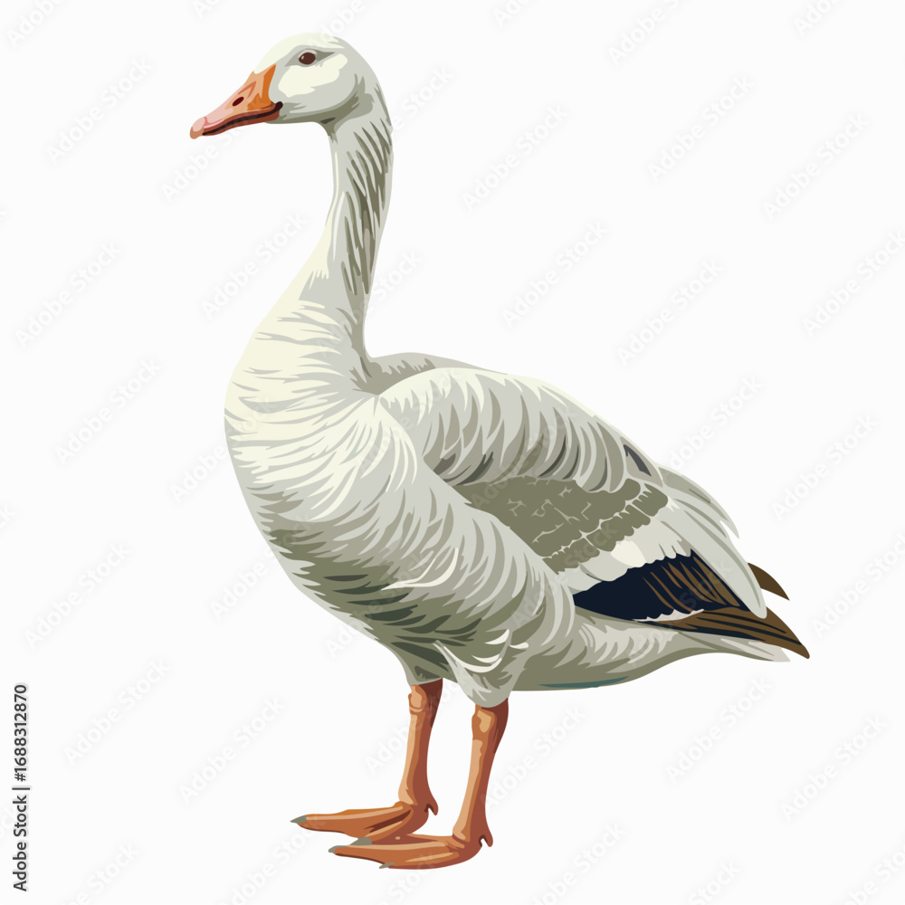 Obraz premium bird, goose, duck, animal, nature, geese, white, beak, feather, farm, wildlife, grass, birds, isolated, waterfowl, water, animals, feathers, wild, green, park, fowl, domestic