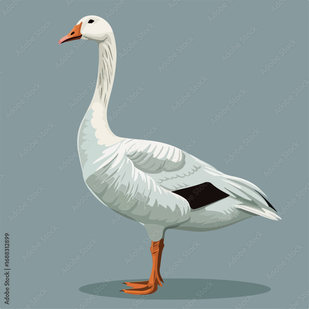 Obraz premium bird, goose, duck, animal, nature, geese, white, beak, feather, farm, wildlife, grass, birds, isolated, waterfowl, water, animals, feathers, wild, green, park, fowl, domestic