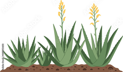 Flat Vector Illustration of Aloe Vera Plant with Flowers on Soil
