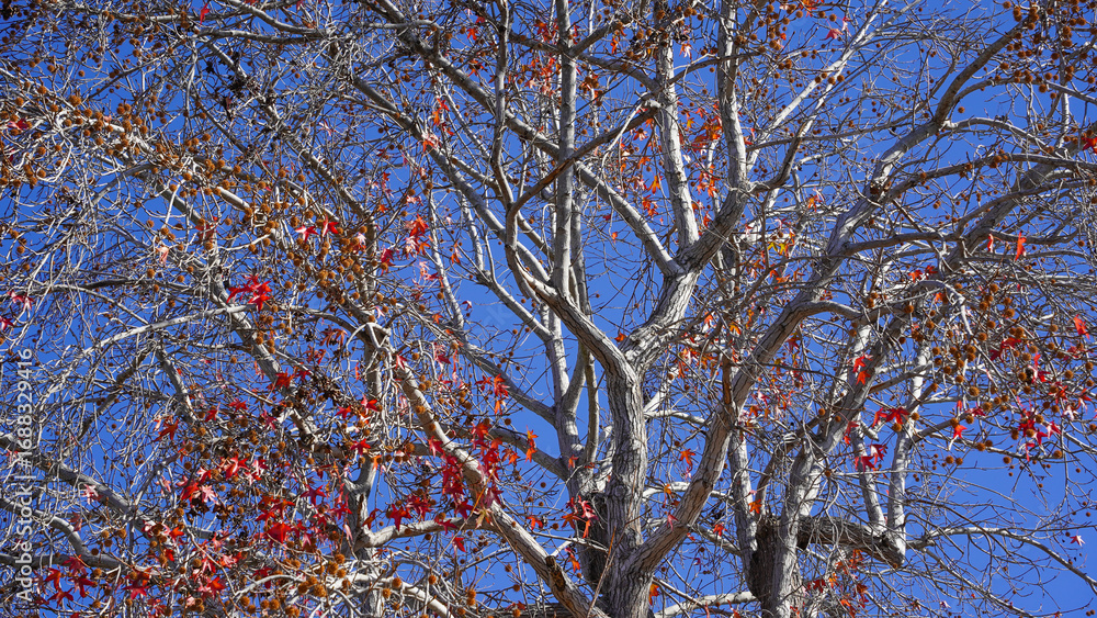 Obraz premium tree branches against blue sky