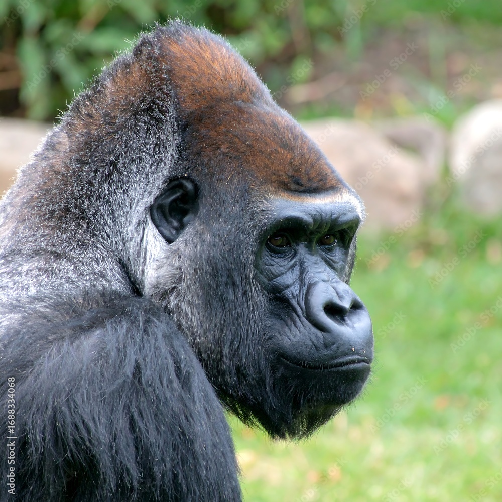 Obraz premium Gorilla portrait