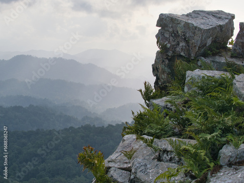 Moss, ferns and grasses on the cliffs in the valley