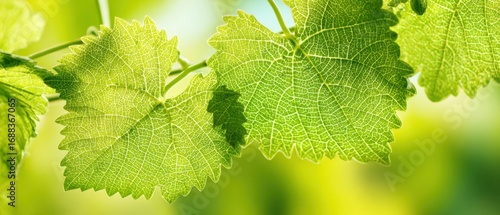 The grapevine leaves glowing in morning sunlight with detailed vein texture