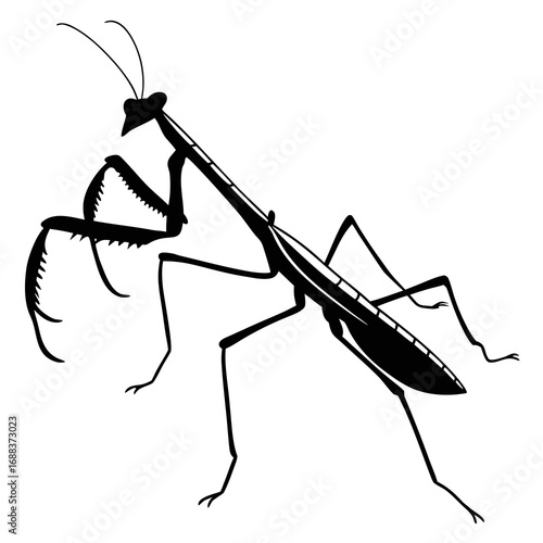 vector illustration of a spider