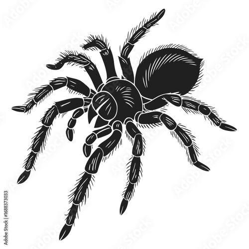 Tarantula Spider