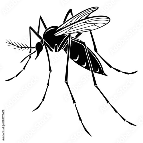 spider on a white background