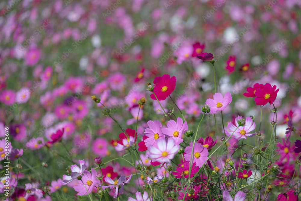 Naklejka premium 赤とピンクのコスモスが咲く秋の花畑