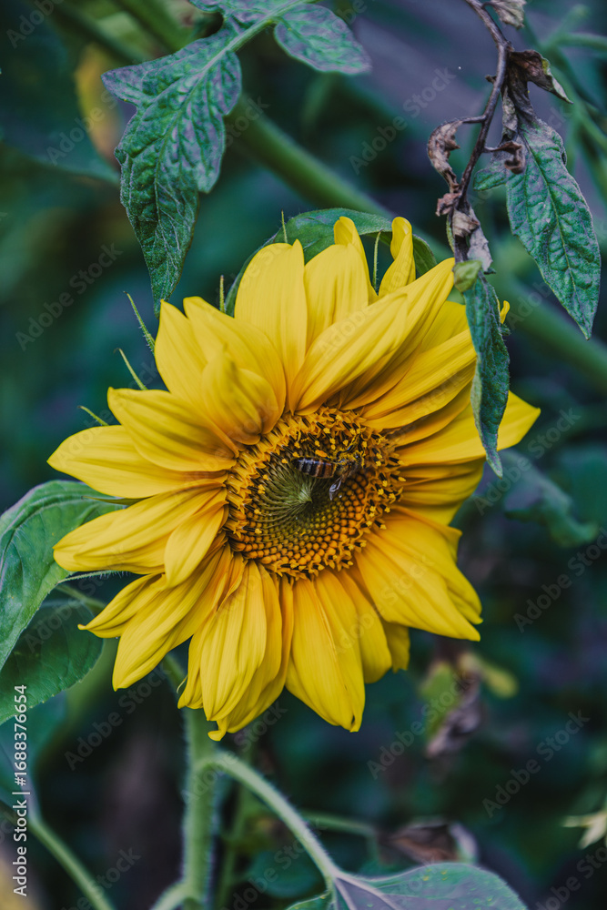Obraz premium sunflower with bee collecting nectar