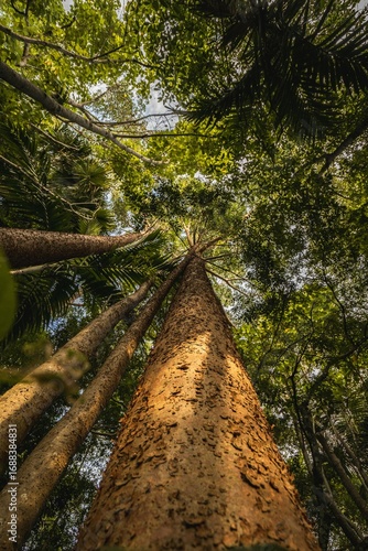 A dramatic upward perspective of tall rainforest trees with textured bark, reaching high into a lush canopy. Sunlight highlights the rough bark and vibrant tropical foliage