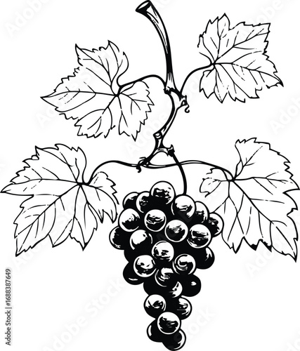 Minimal line art of a grapevine with grapes and leaves, black and white vector, elegant illustration for wine bottle label 2