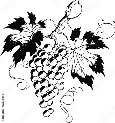 Minimal line art of a grapevine with grapes and leaves, black and white vector, elegant illustration for wine bottle label 1