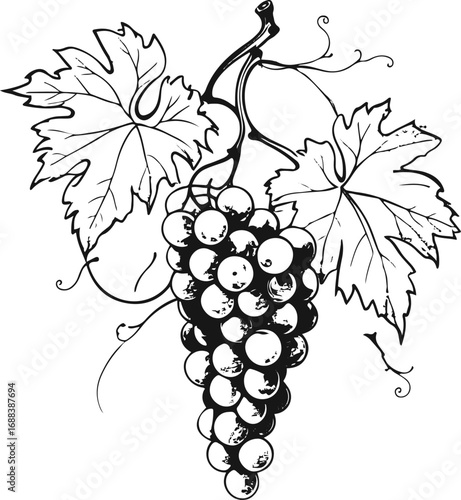 Minimal line art of a grapevine with grapes and leaves, black and white vector, elegant illustration for wine bottle label 3