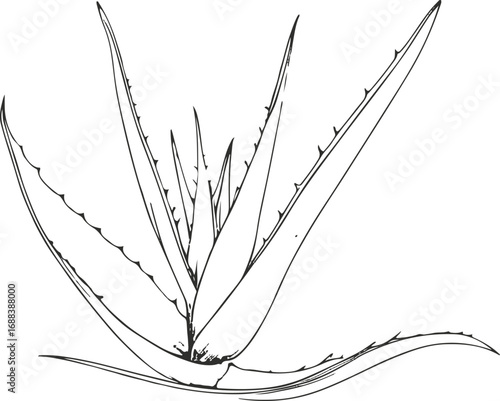 Simple botanical line drawing of aloe vera leaves, clean monochrome vector, natural cosmetic packaging design 1