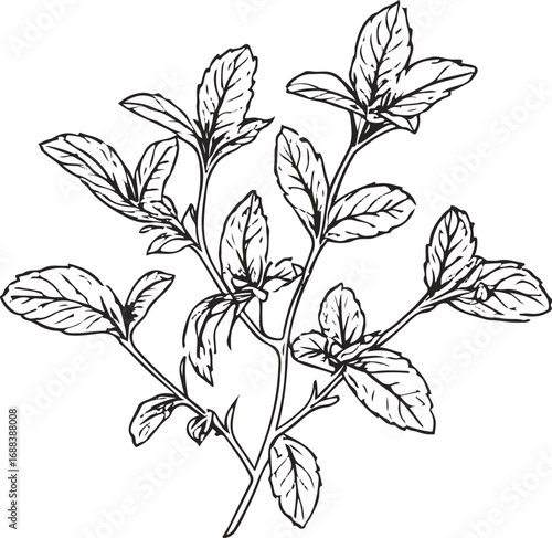 Simple black and white line art of mint leaves, clean vector outline, elegant packaging design for tea label.