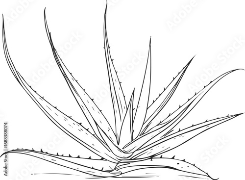Simple botanical line drawing of aloe vera leaves, clean monochrome vector, natural cosmetic packaging design