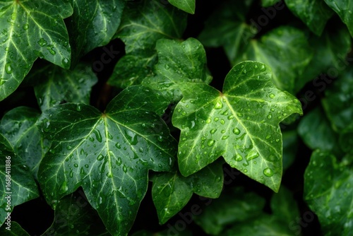 Close-up of vibrant green ivy leaves covered in dew drops