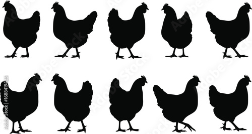 Set of fifteen chicken silhouettes in side profile—ideal for farming, poultry themes, pattern design, animal icons, and rural illustration