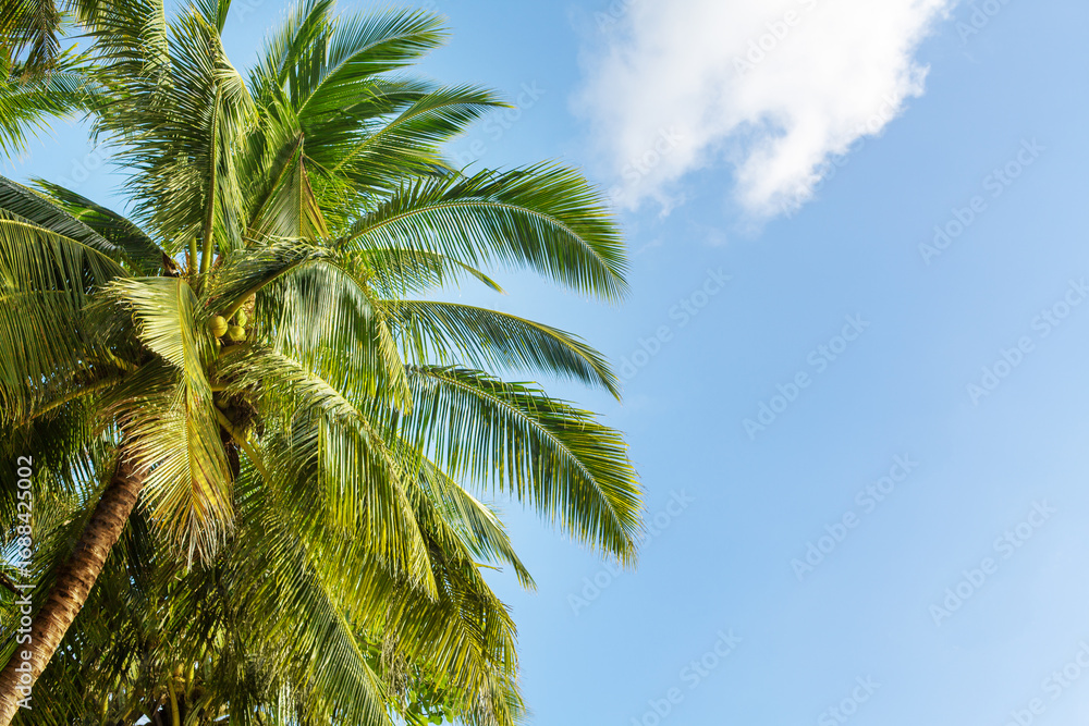Obraz premium Green coconut palm trees on blue sky background closeup, palm leaves texture, palm branches, palm leaf, palm jungle, exotic foliage, tropical island sea beach, summer holidays, vacation, travel banner