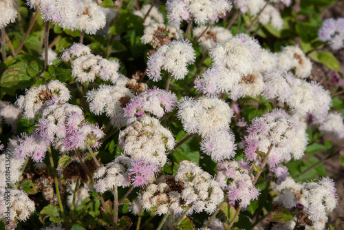 White fluffy flower. White and pale pink floss flower. Ageratum houstonianum or Mexican paintbrush. cute cloud-like flowers for background, post, screensaver, wallpaper, postcard, banner