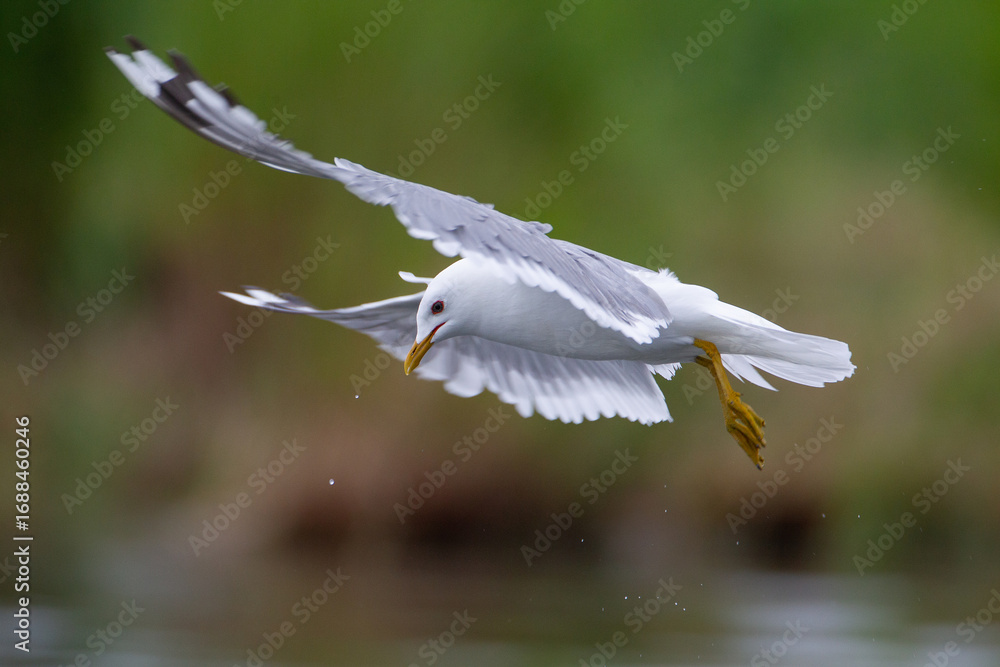Obraz premium Common gull in flight