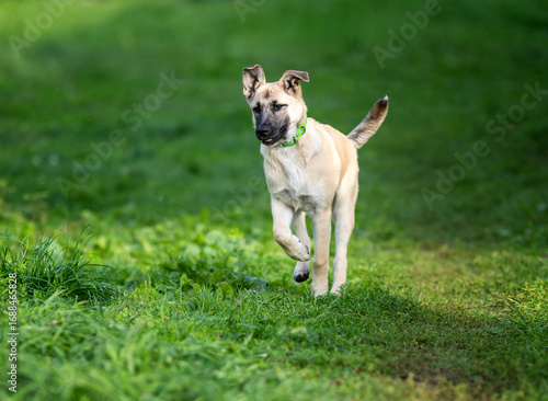 cute beige dog puppy running happily through green meadow on summer day