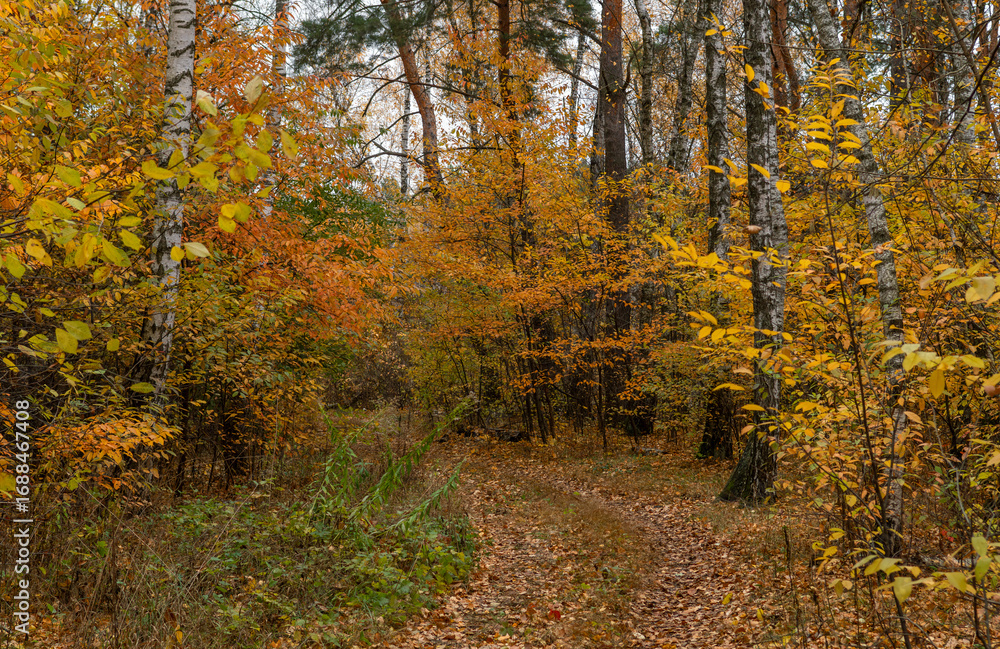 Fototapeta premium Autumn has come to the forest with its colors. A pleasant walk in the autumn forest.