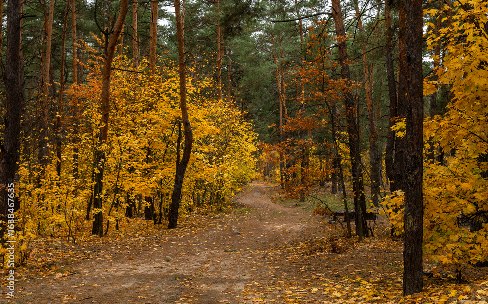 Obraz premium Autumn has come to the forest with its colors. A pleasant walk in the autumn forest.