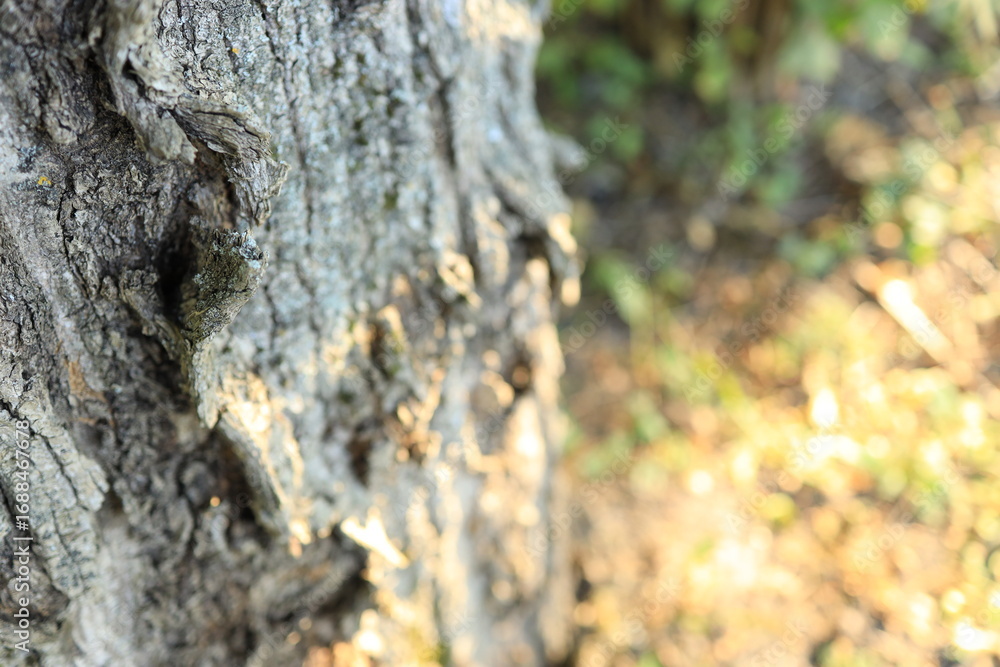 Fototapeta premium The focus is on a textured tree trunk in a lush outdoor area, with sunlight filtering through leaves in the background, revealing rough bark details. Nature surrounds the scene.