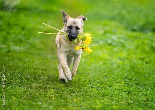 cute beige dog puppy running cheerfully across green meadow on summer day wit...