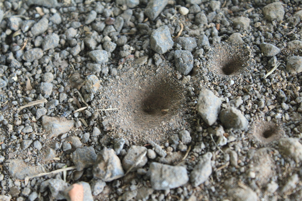 Φωτογραφία Close-up of antlion larva traps in sandy soil, forming distinct cone-shaped pits surrounded by gravel and small rocks, showcasing natural insect behavior and ground texture