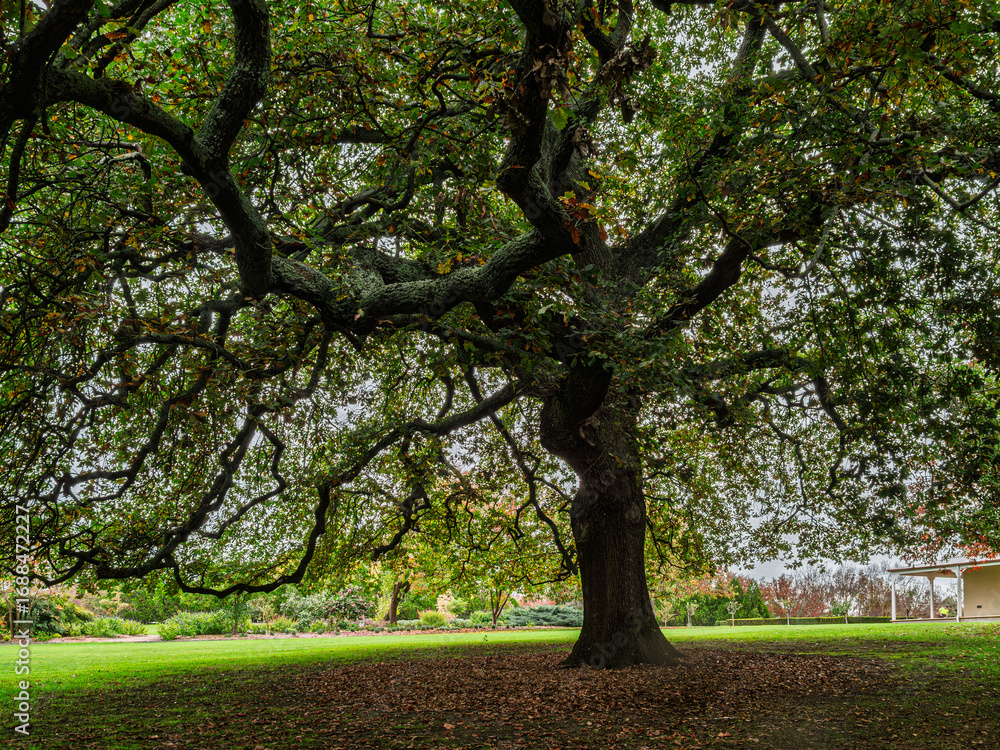 Fototapeta premium Gnarley Big Oak Tree In Garden