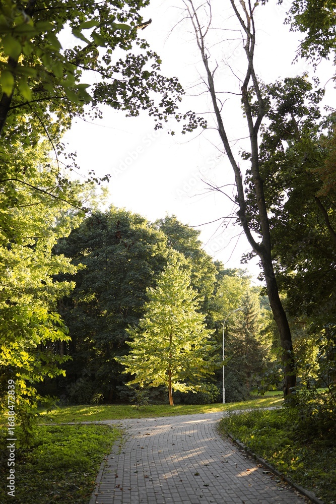 Obraz premium A winding pathway meanders through a vibrant park filled with tall trees and rich foliage. Gentle sunlight filters through leaves, creating a peaceful ambiance in the late afternoon.