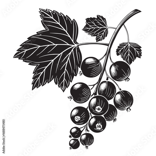 Black red currant Silhouette Vector, High Quality Illustration on White Background