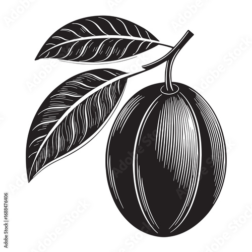 Black sapodilla Silhouette Vector, High Quality Illustration on White Background
