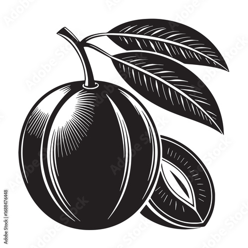 Black sapodilla Silhouette Vector, High Quality Illustration on White Background