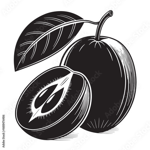 Black sapodilla Silhouette Vector, High Quality Illustration on White Background