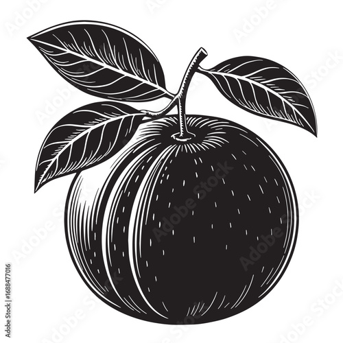 Black satsuma Silhouette Vector, High Quality Illustration on White Background