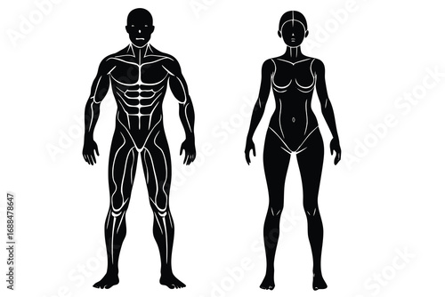 Male and Female Anatomy with Muscle Outlines in Black and White Silhouette