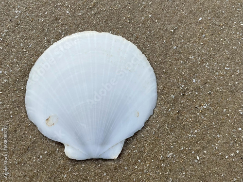 shell on the beach