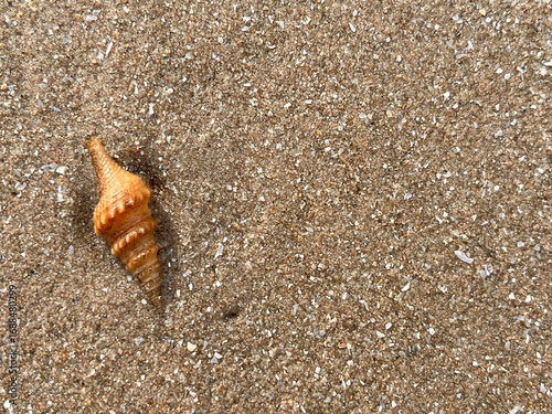 shell on the beach