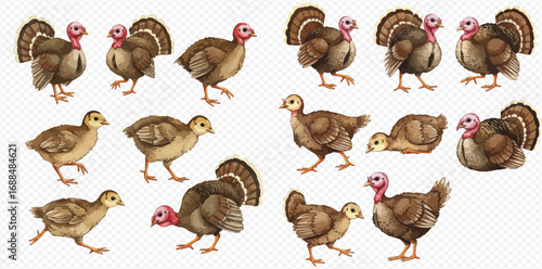 A charming collection of illustrated wild turkeys, featuring adult toms, hens, and young poults in various poses.