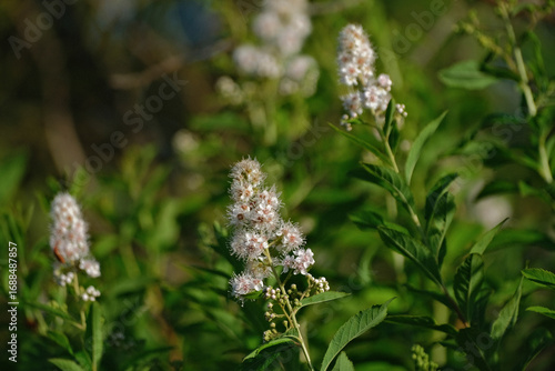 White Meadowsweet (Spiraea alba) plant